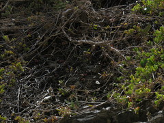 Ninurta coeruleopunctatus