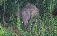 Elephas maximus borneensis