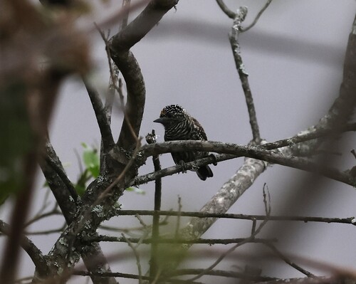 Ecuadorian Piculet (Picumnus sclateri), photo 6
