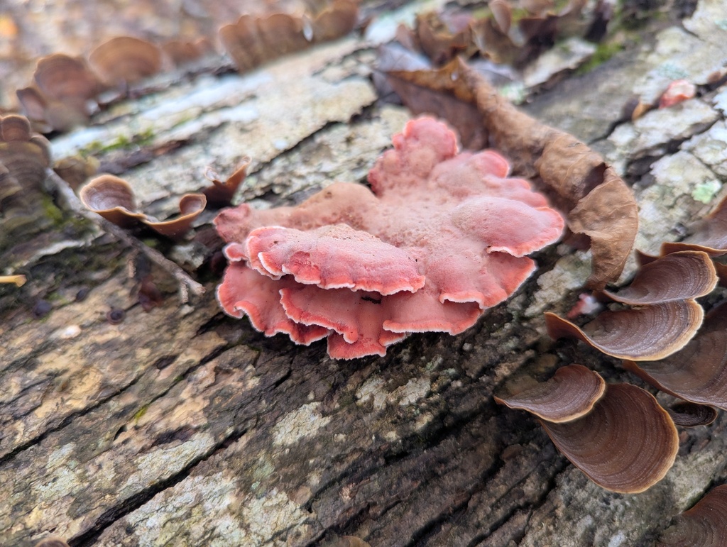 Phlebia incarnata · November 2025 · photo: © alinamartin (iNaturalist, cc-by)