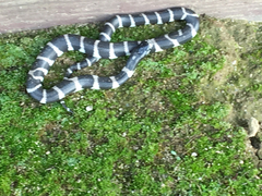 Lampropeltis californiae