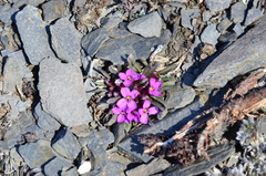 Erysimum pallasii