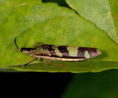 Raphirhinus phosphoreus