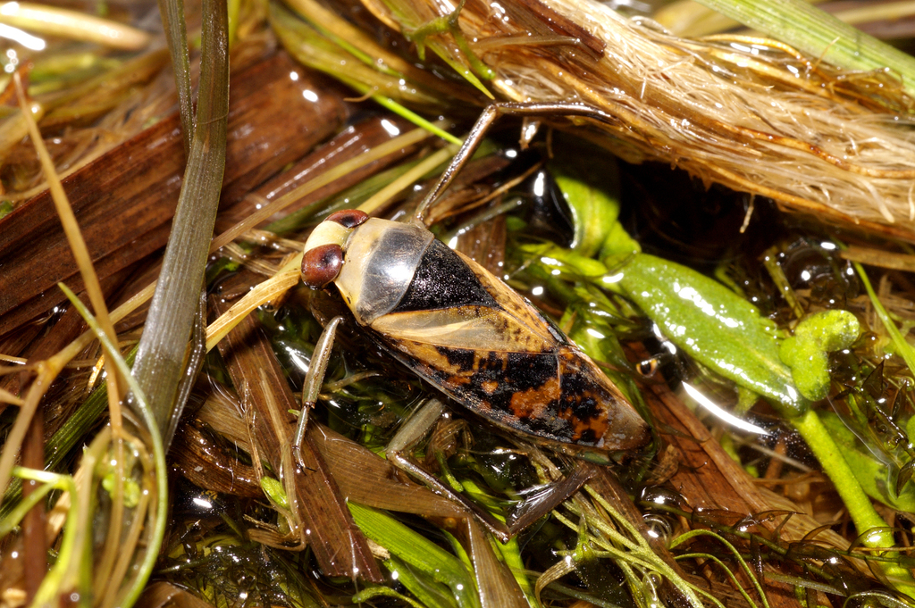 Eurasian Greater Water Boatman from Klampenborg, Denmark on February 8 ...