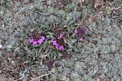 Erysimum pallasii