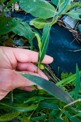 Setaria viridis viridis