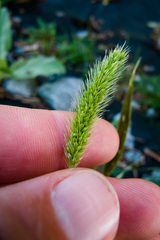 Setaria viridis viridis