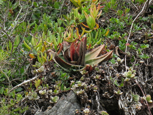 Polished Oxtongue (Gasteria polita)