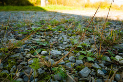 Sporobolus vaginiflorus