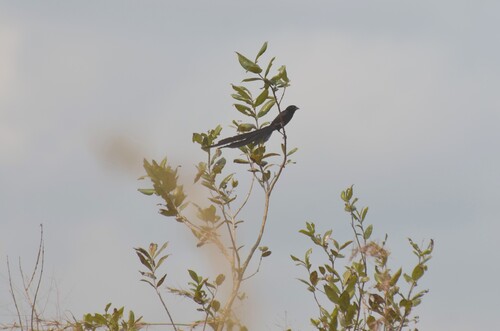 Red-collared Widowbird
