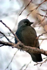 Corvus monedula