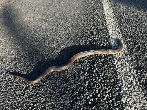Lowlands Copperhead sighting