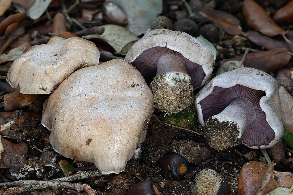 Cortinarius pseudophlegma · November 2025 · photo: © mycobel (iNaturalist, cc-by)
