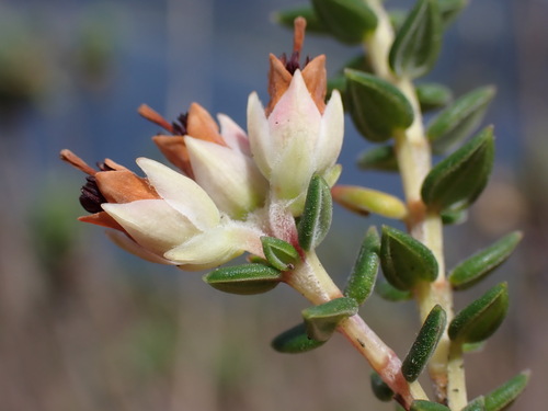Leafstalk Heath (Erica petiolaris)
