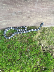 Lampropeltis californiae