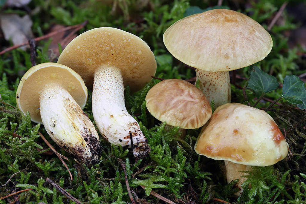 Suillus mediterraneensis · November 2025 · photo: © mycobel (iNaturalist, cc-by)
