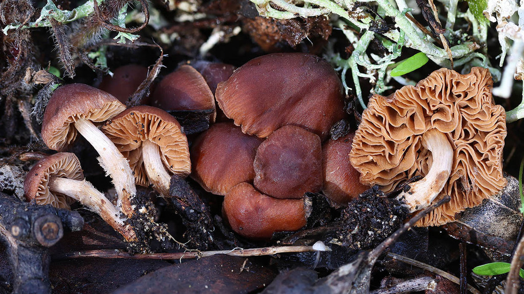 Descolea tenuipes rheophylla