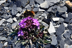 Erysimum pallasii