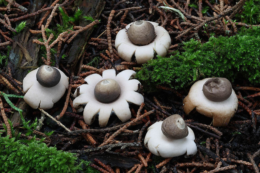 Geastrum saccatum · November 2025 · photo: © mycobel (iNaturalist, cc-by)
