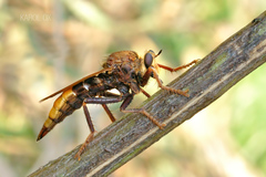 Asilus crabroniformis