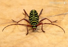 Placosternus guttatus