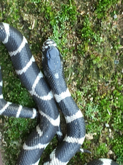 Lampropeltis californiae