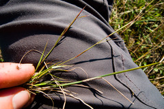 Sporobolus vaginiflorus