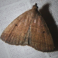 Zanclognatha protumnusalis