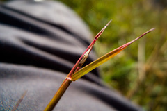 Sporobolus vaginiflorus