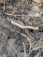 Macrosternodesmidae