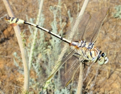 Lindenia tetraphylla