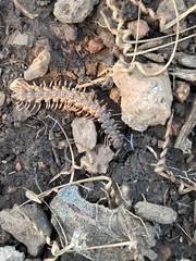 Macrosternodesmidae