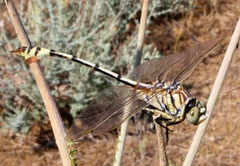 Lindenia tetraphylla