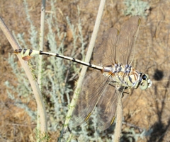 Lindenia tetraphylla
