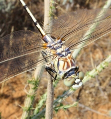 Lindenia tetraphylla