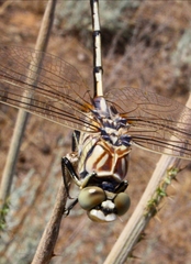 Lindenia tetraphylla
