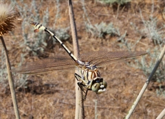Lindenia tetraphylla