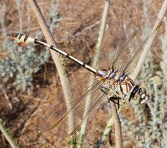 Lindenia tetraphylla
