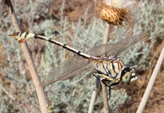Lindenia tetraphylla