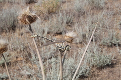 Lindenia tetraphylla