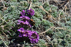 Erysimum pallasii
