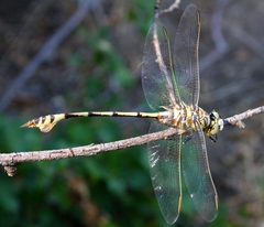 Lindenia tetraphylla