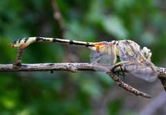 Lindenia tetraphylla