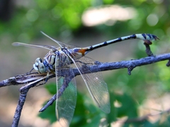 Lindenia tetraphylla