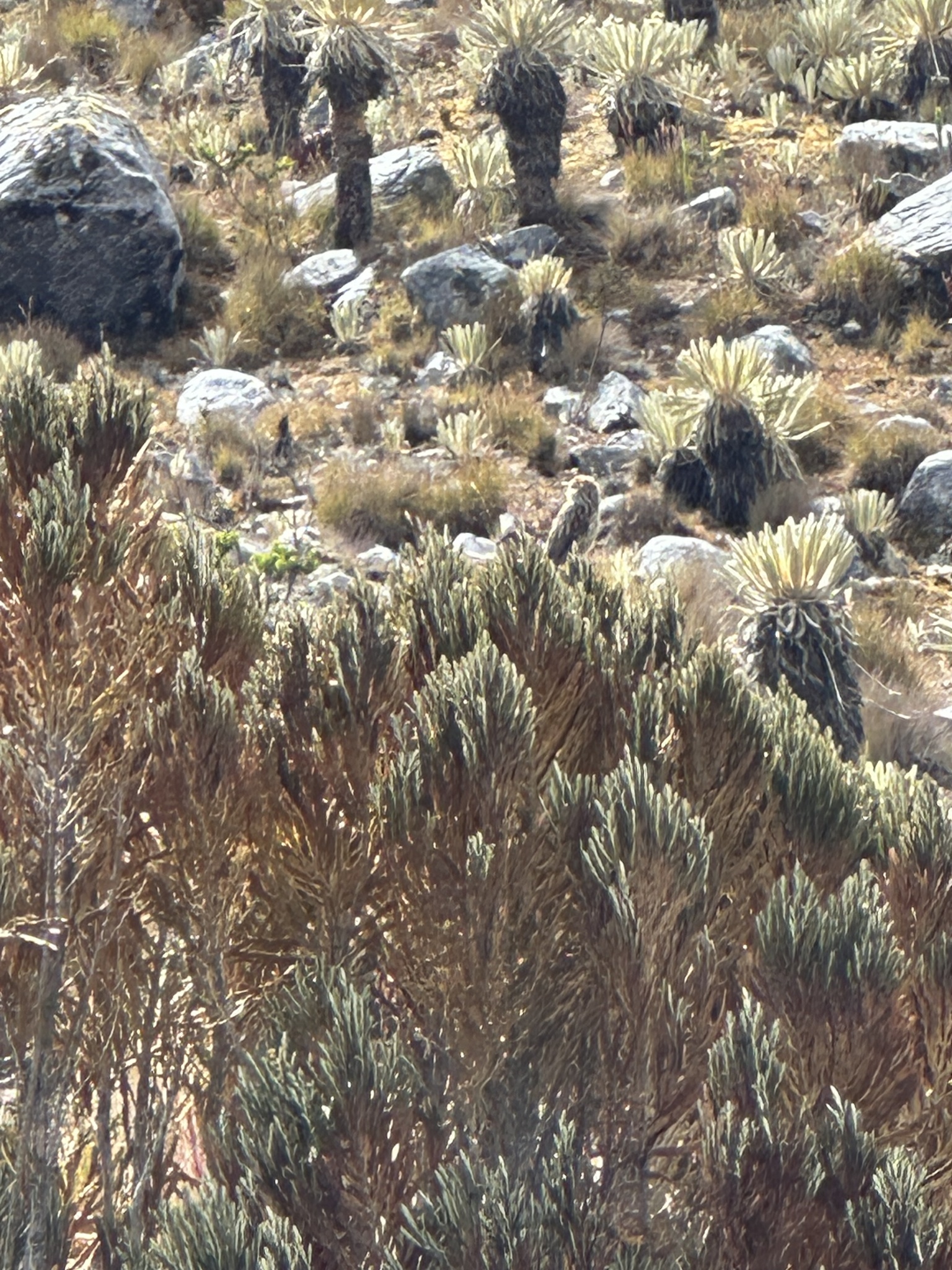 Andean Tit-Spinetail (Leptasthenura andicola), photo 8
