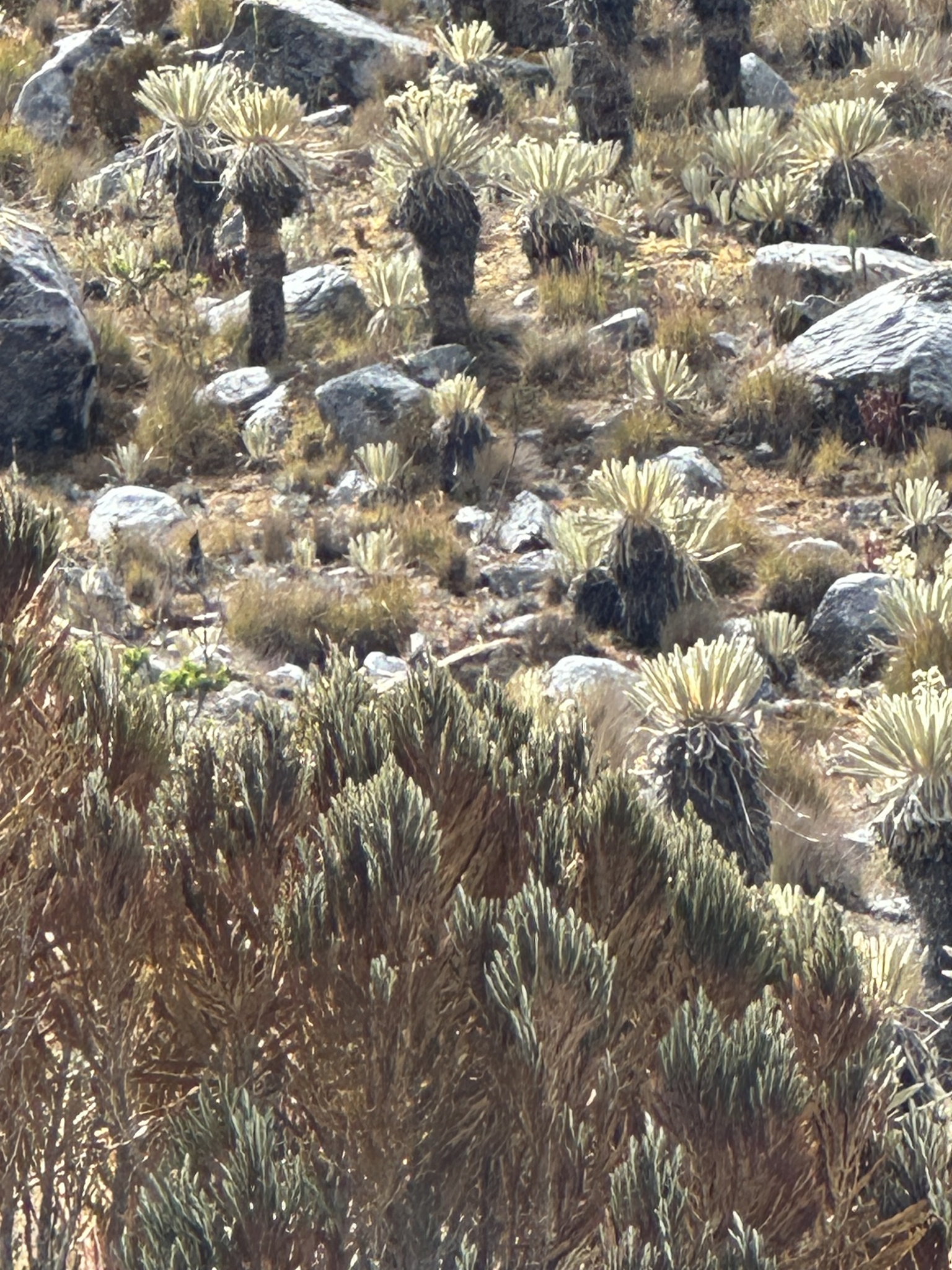 Andean Tit-Spinetail (Leptasthenura andicola), photo 9