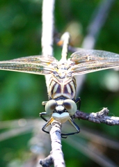 Lindenia tetraphylla