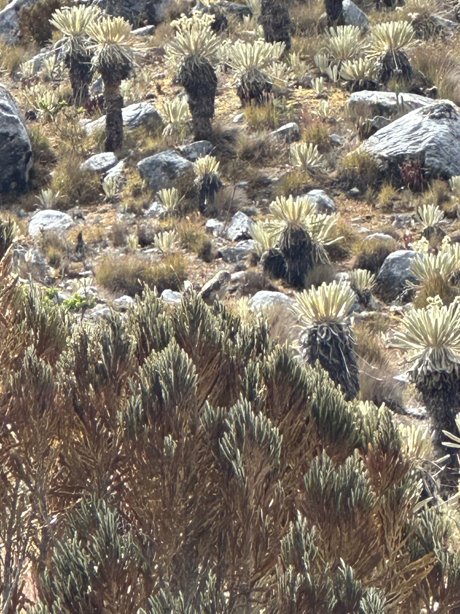 Andean Tit-Spinetail (Leptasthenura andicola), photo 10