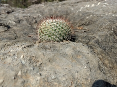 Mammillaria haageana haageana