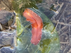 Yungia aurantiaca